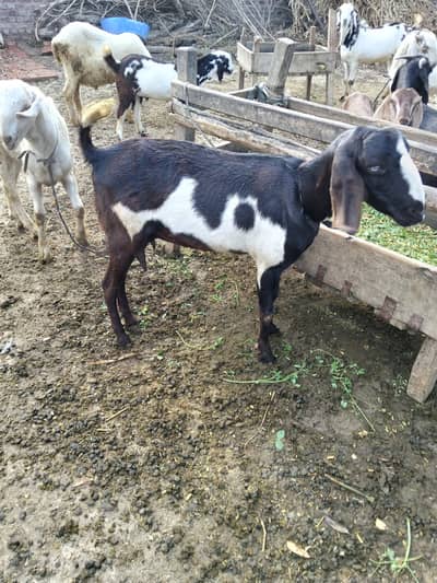 goat for sal