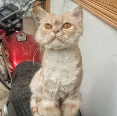 Male Persian Cat | Vaccinated Cat | Active Cat |