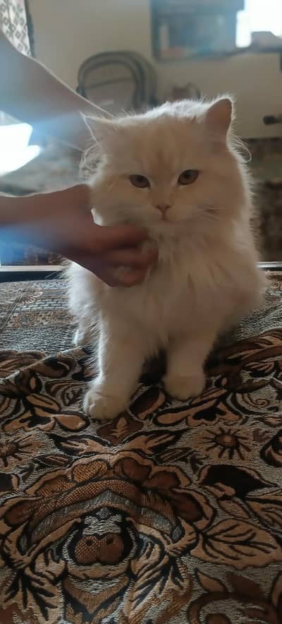 gahr ki pali hui cat hai