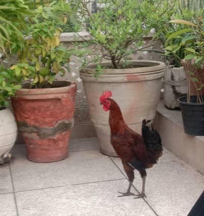 Desi murga available