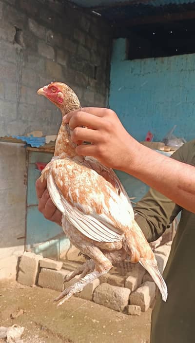 High Quality Aseel 1 Murgah 4 Murgian For sale