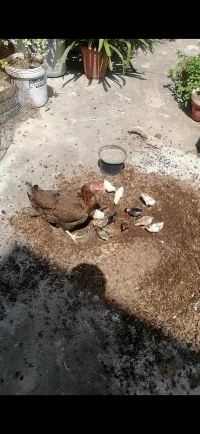 desi female with 13 chicks