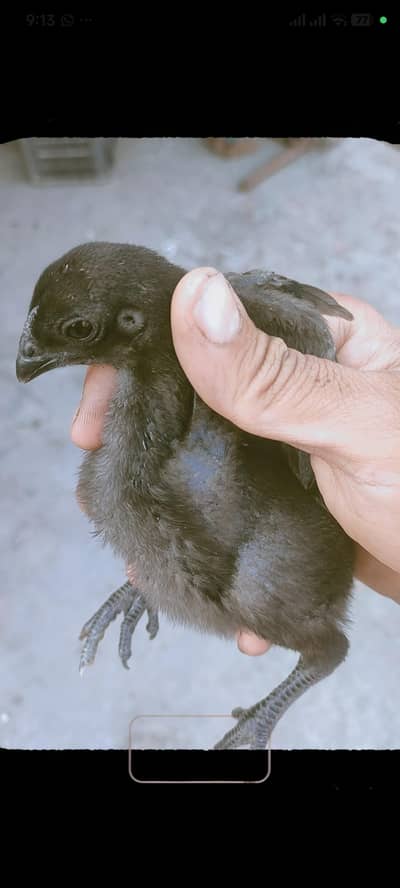 Dragon Aseel / Aseel Thai Chicks Available