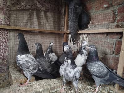 bhachy parwazi. . . 03024428601