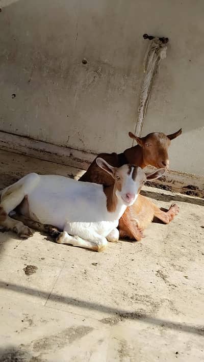 Vip janyar ha sab Gar ka pala hoya ha