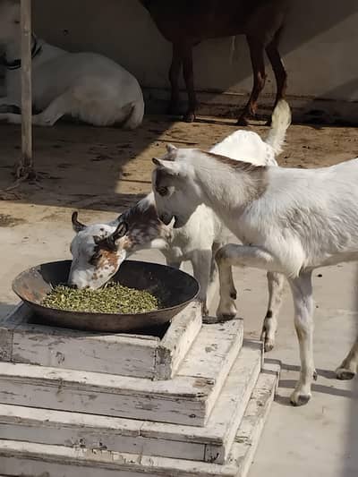 Vip janyar ha sab Gar ka pala hoya ha