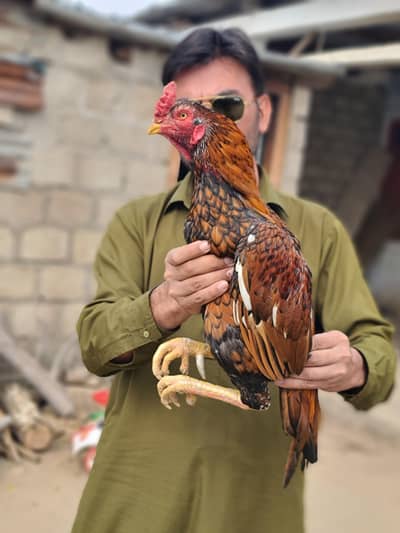 Khajooria kili taaja breeder