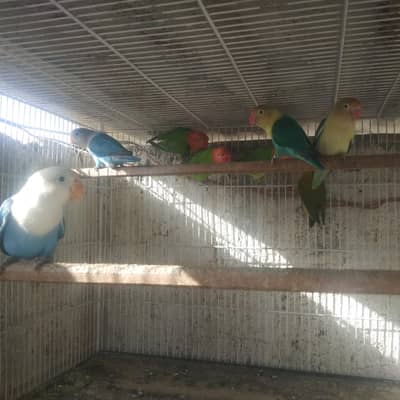 Love birds pair and phataa avaliable