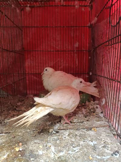 khumry ka pair available hi