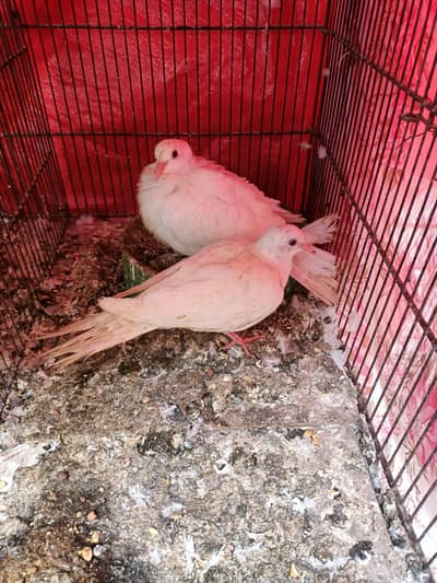 khumry ka pair available hi