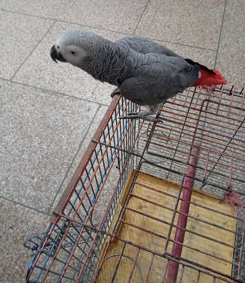 gray parrot 0