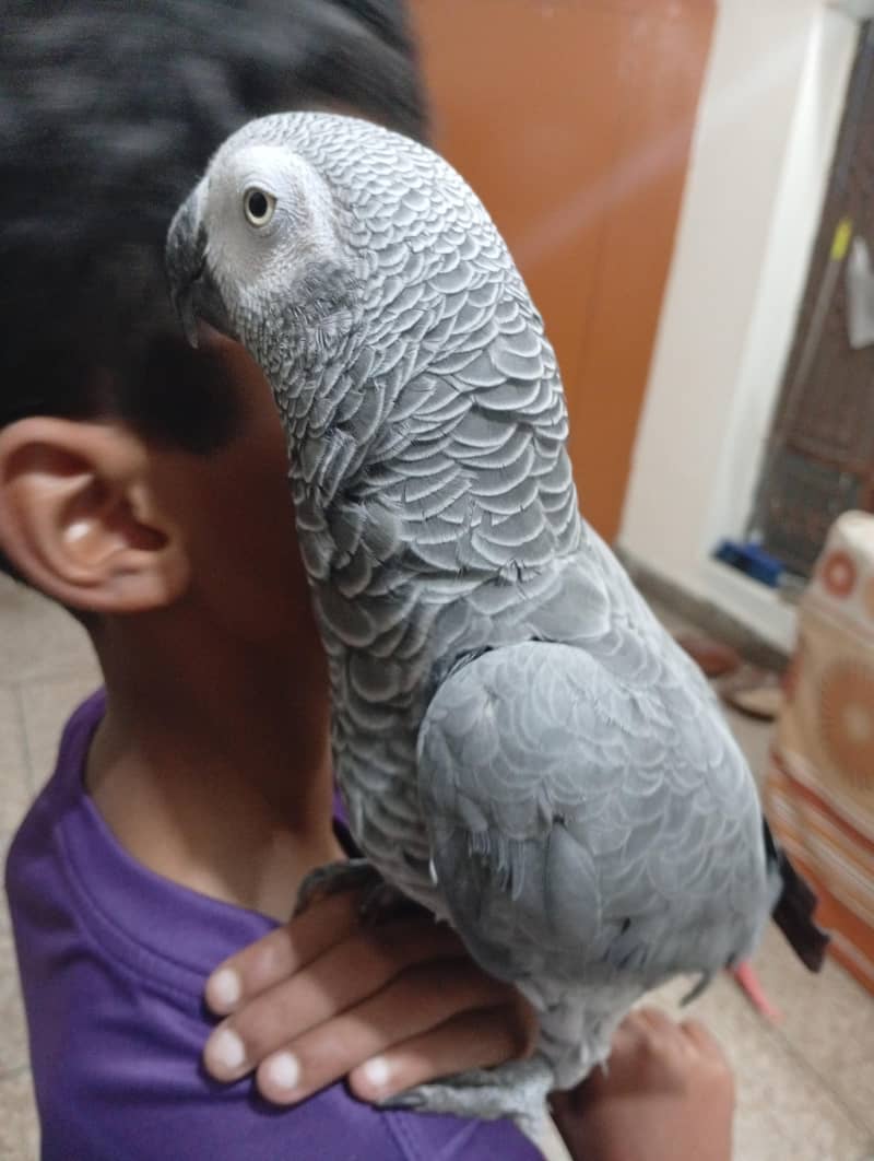 gray parrot 1