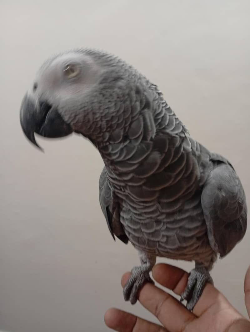 gray parrot 2