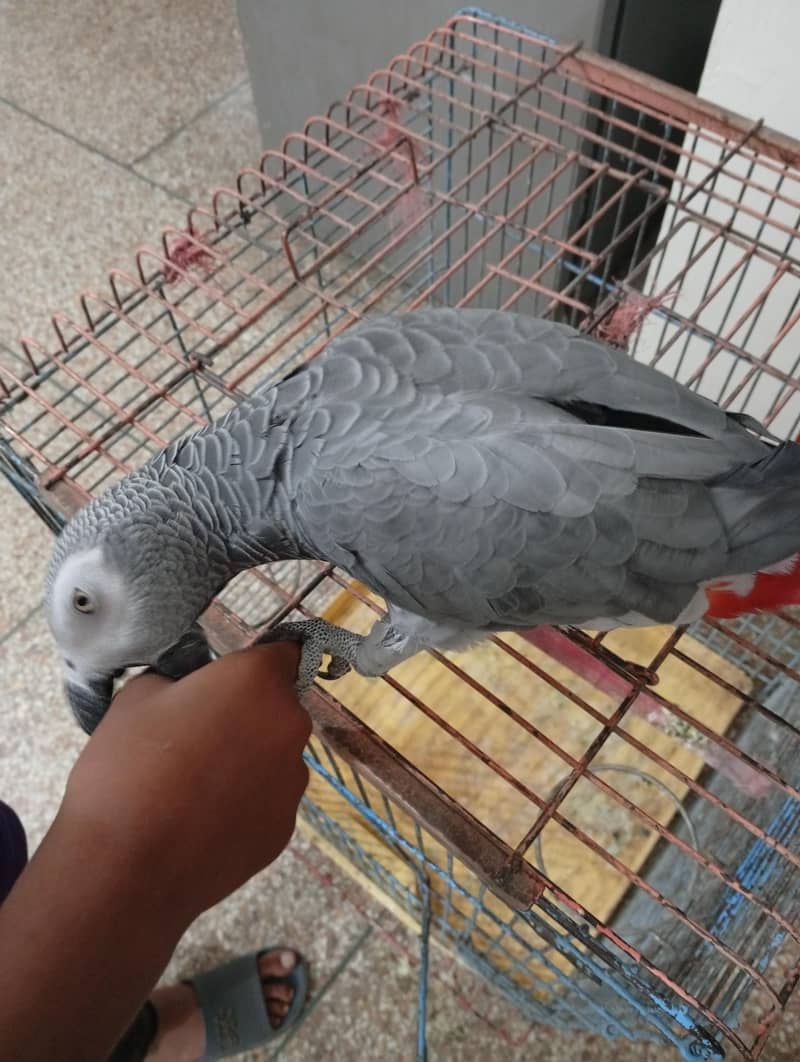 gray parrot 3