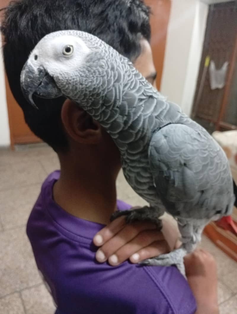 gray parrot 4