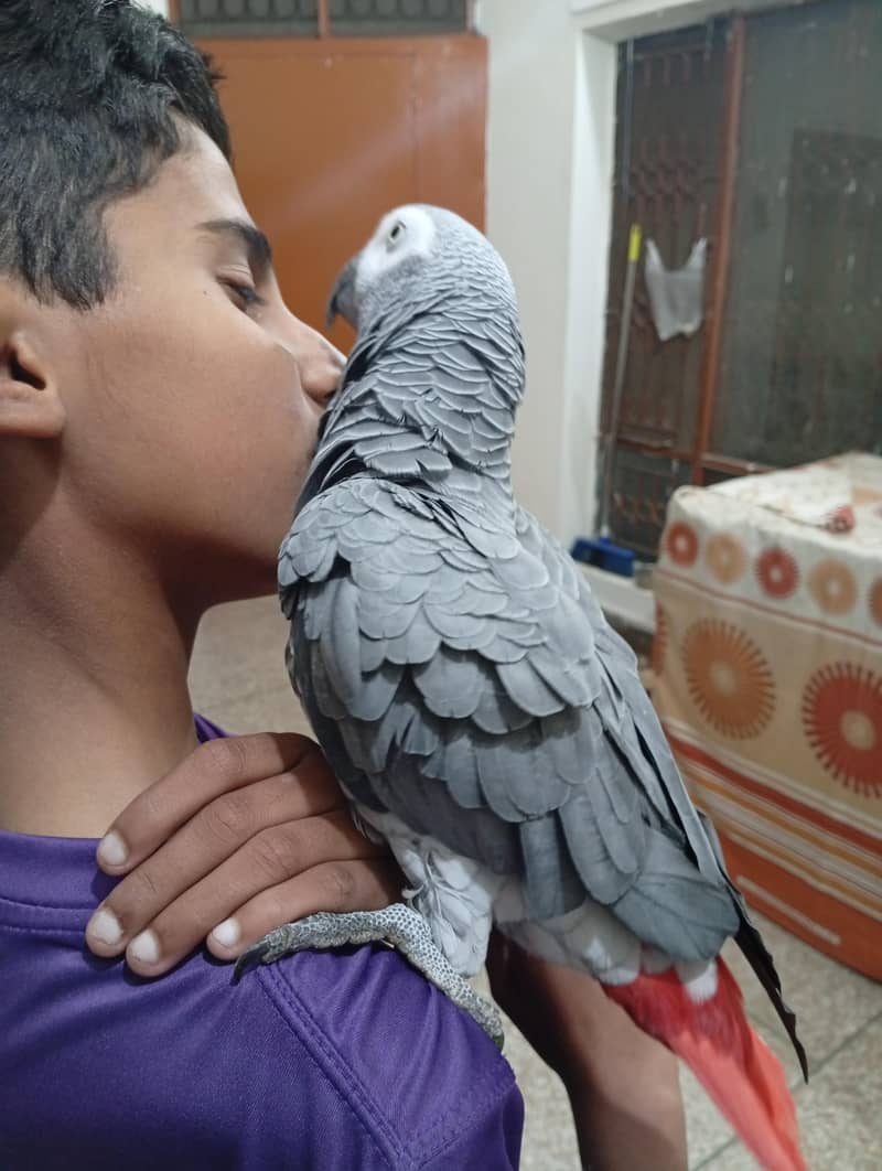 gray parrot 5