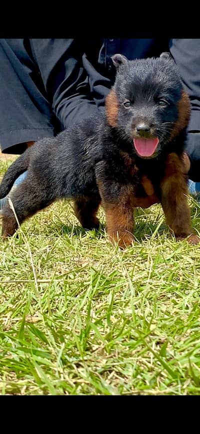 German Shepherd | Puppies | Dog | German Shepherd Pup | Long Coat