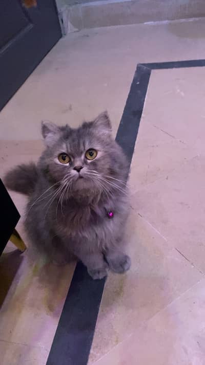 persian cat for sale