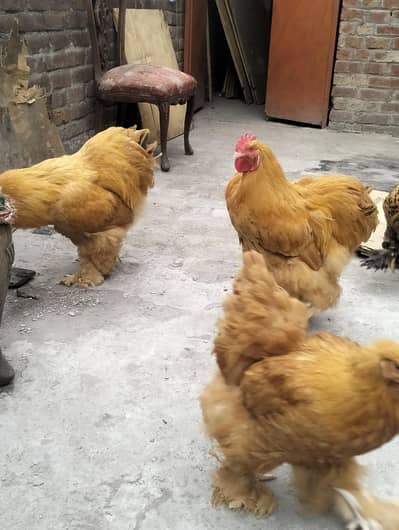 Golden buff, Black Polish, Silkie, Aseel Chicks
