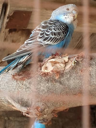 king size female budgie