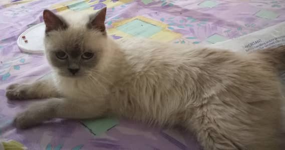 Beautiful Male Himalayan/Siamese Cat For Sale
