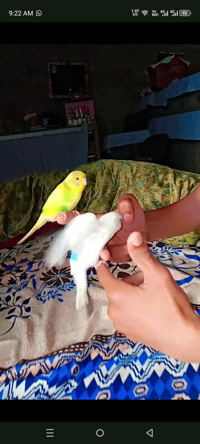 Australian Budgie Parrot  4 Manth Pathy For Whatsapp 03008658689