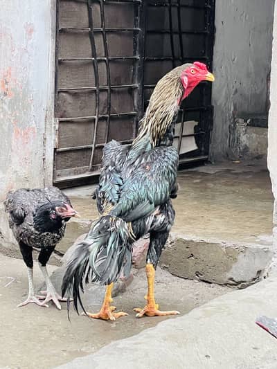 Pure aseel  janwar hai. . healthy and active …  ghr ka pala hai