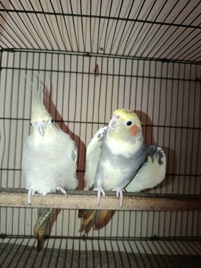 Cockatiel pair for sale Urgent