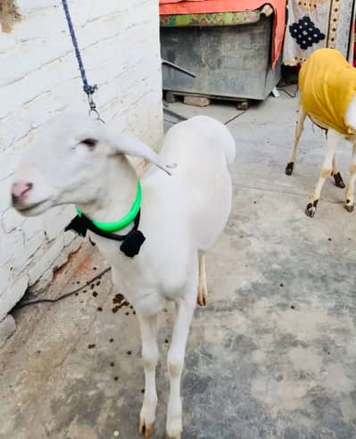 I sell my sheep full white and pure whatapp 03188548486