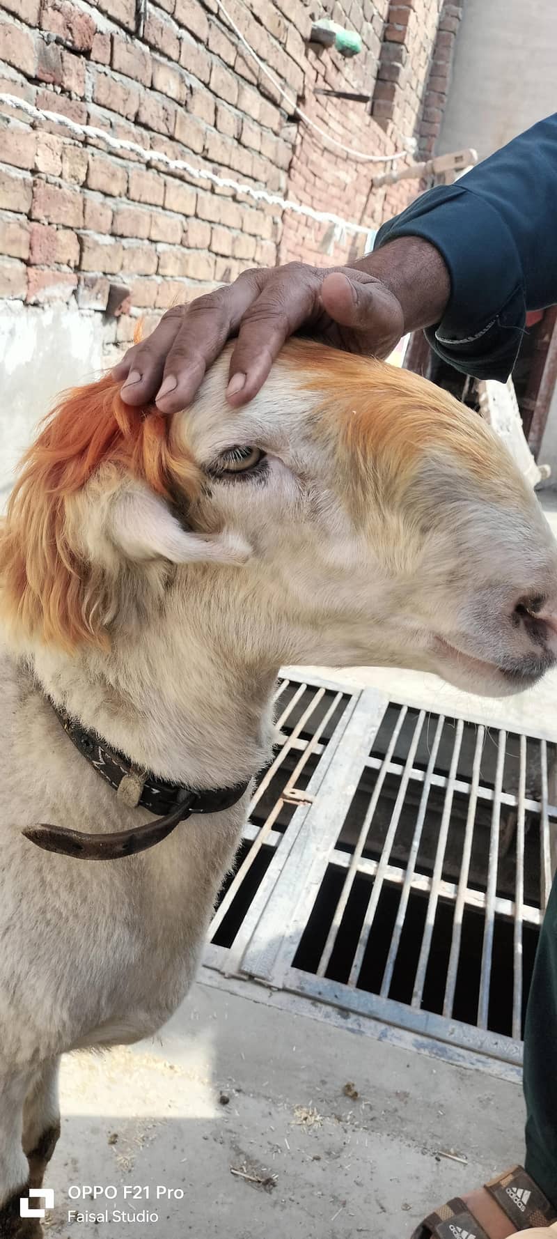 راجن پور مندرہ چھترا فار سیل 0