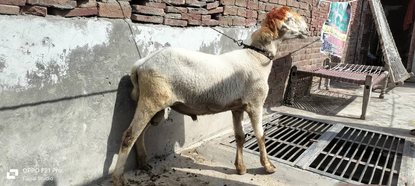 راجن پور مندرہ چھترا فار سیل 1