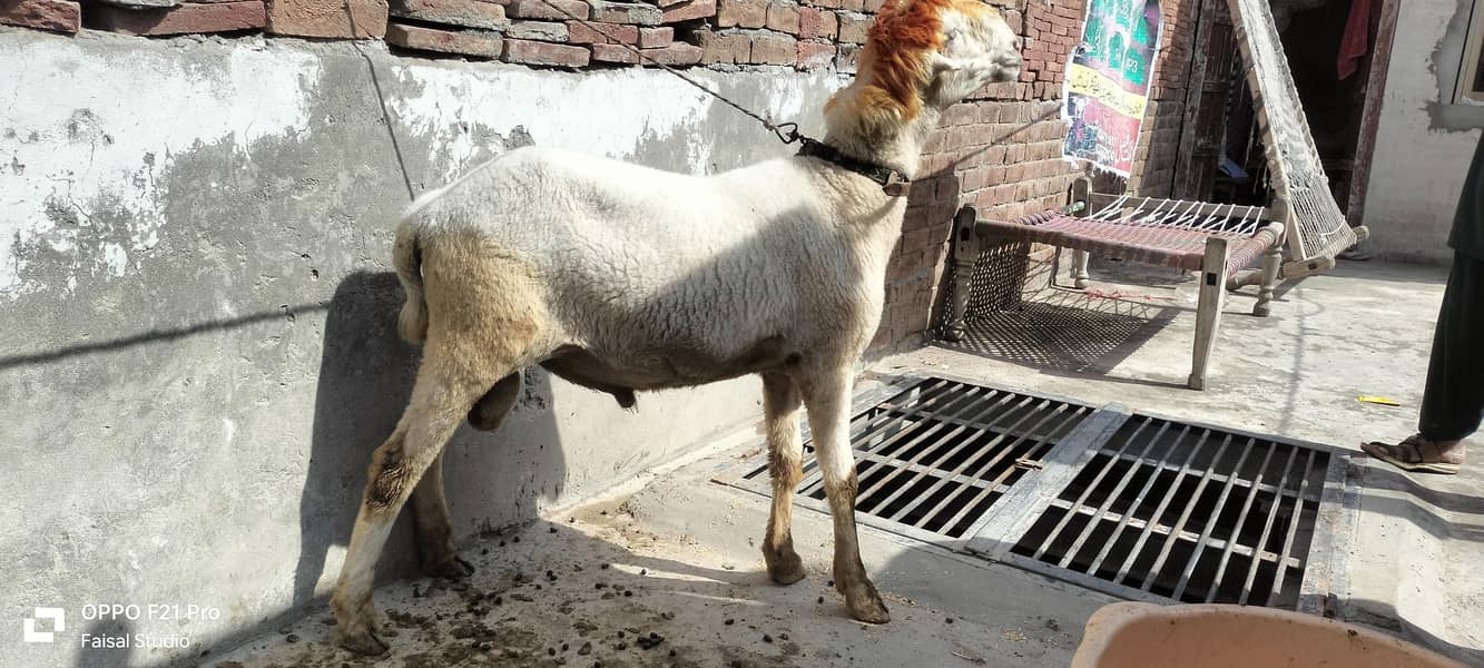 راجن پور مندرہ چھترا فار سیل 2