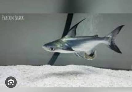 naja Shark Pair Size 11 inch plus