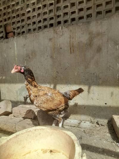 Aseel lasani murga or murgi aseel pair for sale