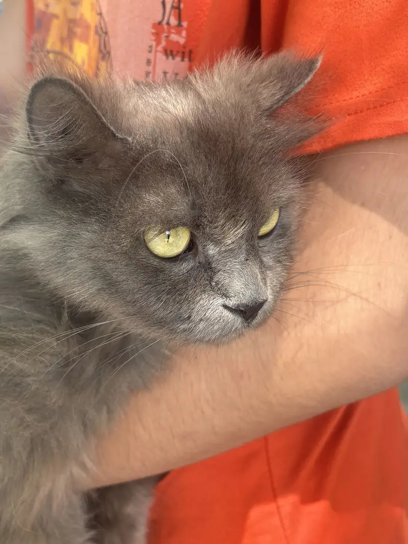 Persian Cat — photo 2