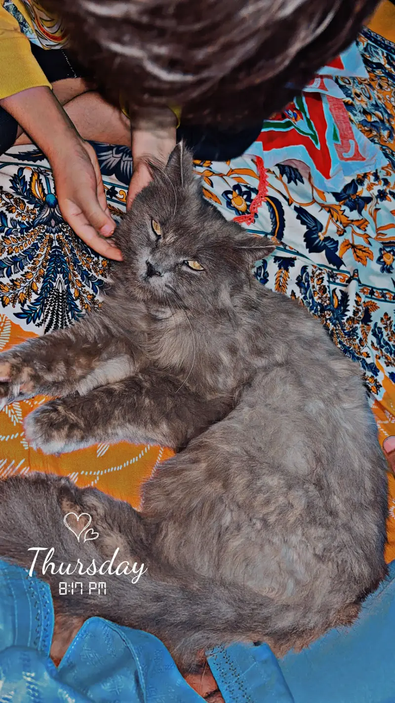 Persian Cat