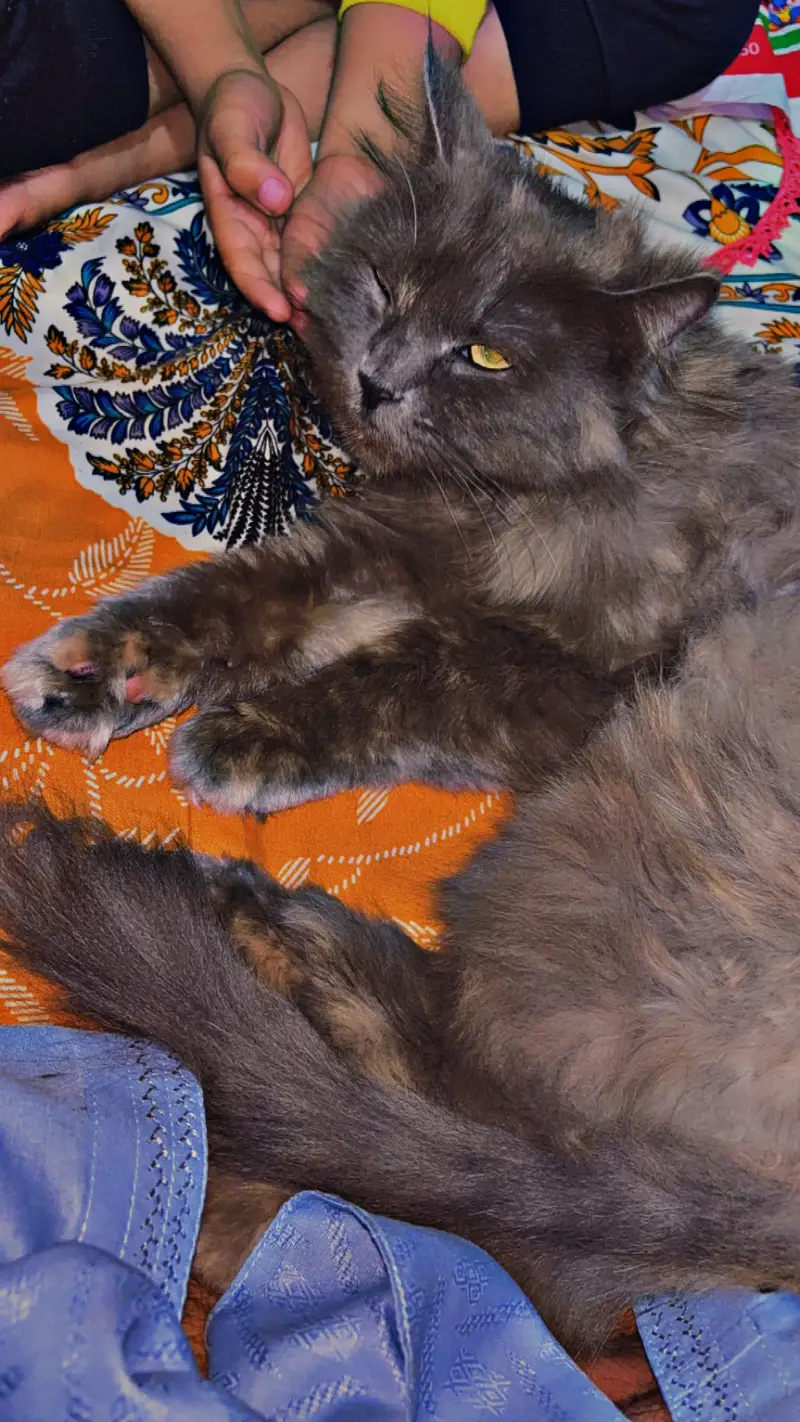 Persian Cat — photo 3