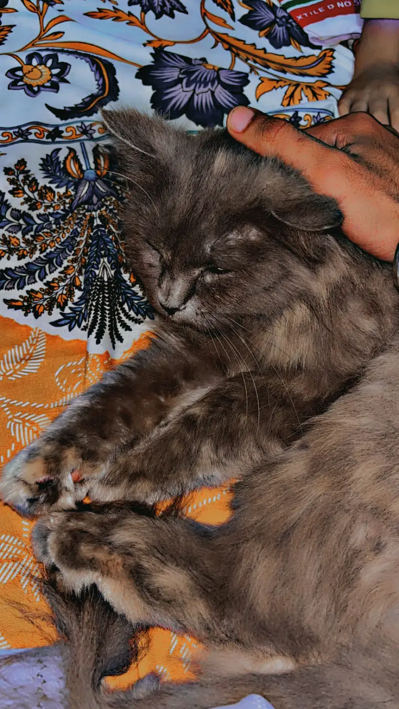 Persian Cat — photo 4