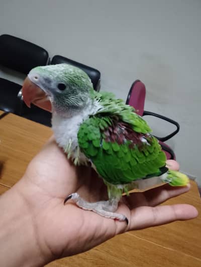 Alexander Kashmiri Raw parrot Baby for sale