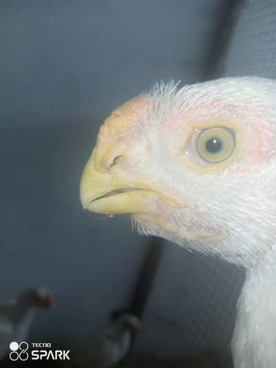 indainparrot beek aseel long tyle checks