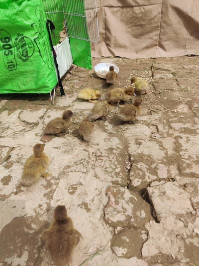 khaki Campbell ducks chicks for sale