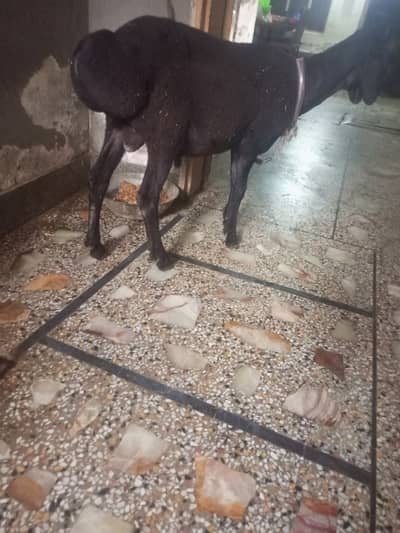 Turkey Dumby White & Black Qurbani k liye 03125111601