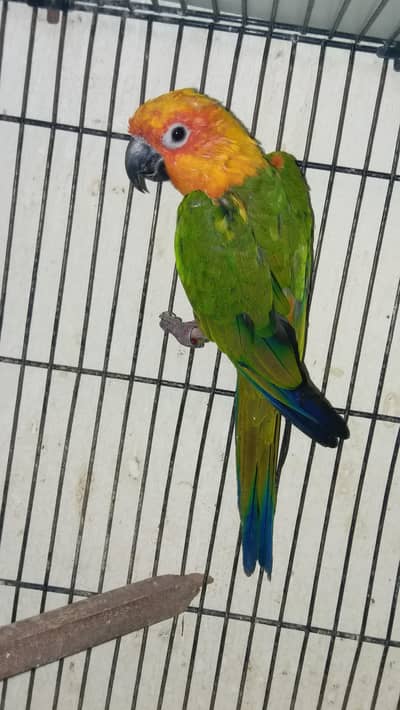 janday conure male