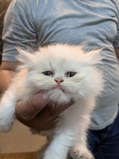 Adorable Friendly Cats Looking for a New Home