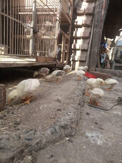 White Shamo Cross Chicks