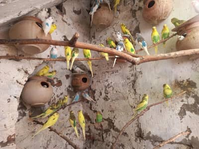 Healthy Colony of 50 Budgies for Sale