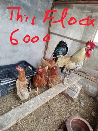 egg lying hens for sale