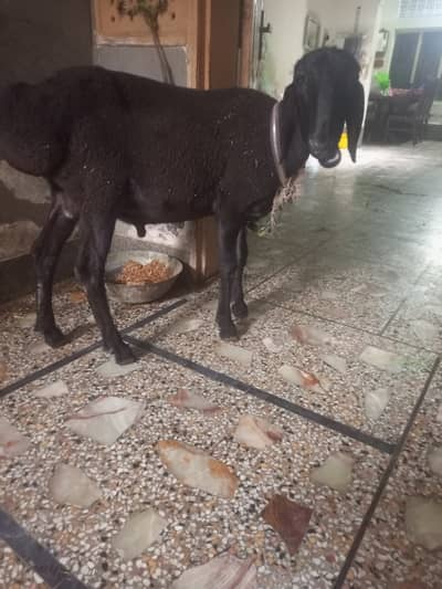 White & Black Turkey Dumby Qurbani k liye