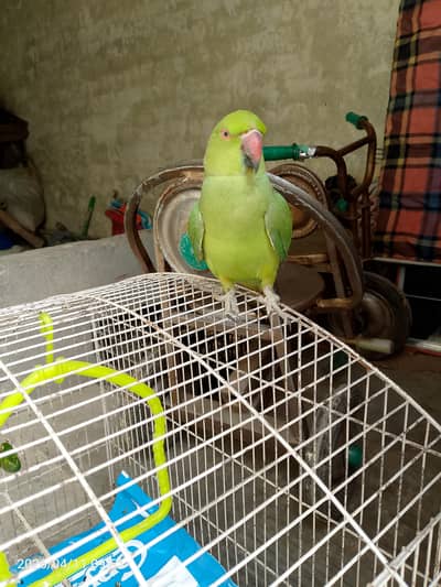 apna mood ma ho tab batein krta