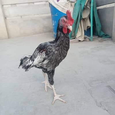 Aseel Bengum Patha Pathi jora